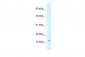RPL37 antibody - middle region